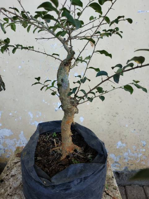 Bonsai Sisir Shopee Indonesia