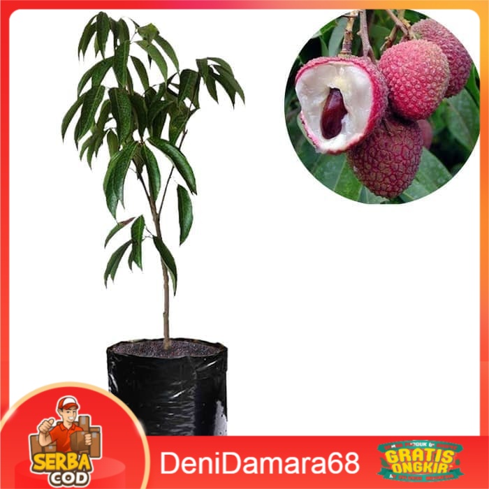 Bibit Leci Dataran Rendah