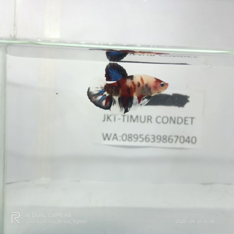 cupang black koi galaxy