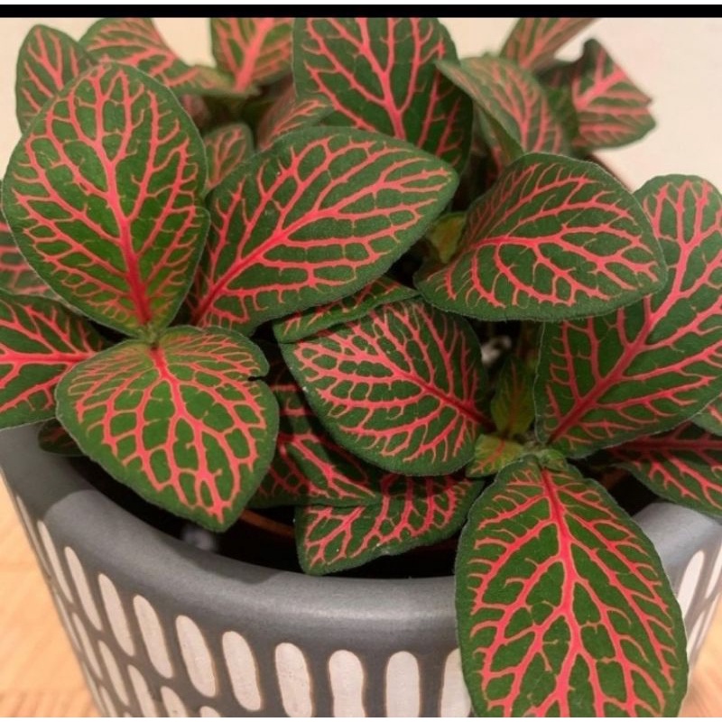 Tanaman hias fittonia mutiara merah - Fittonia merah - Episcia mutiara
