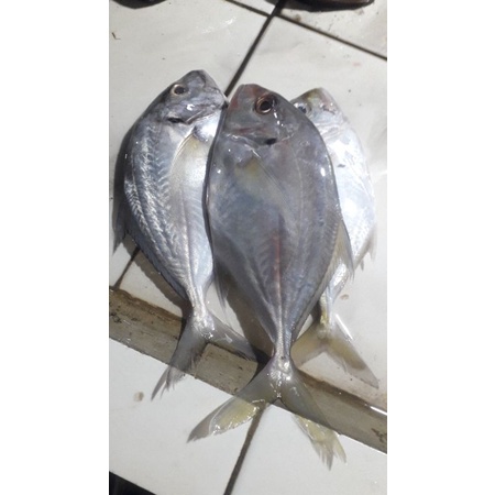 

ikan kuwek fres 500grm