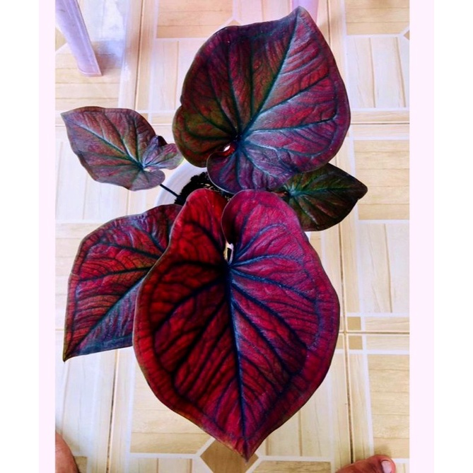 Keladi H51 Caladium Black Cooper