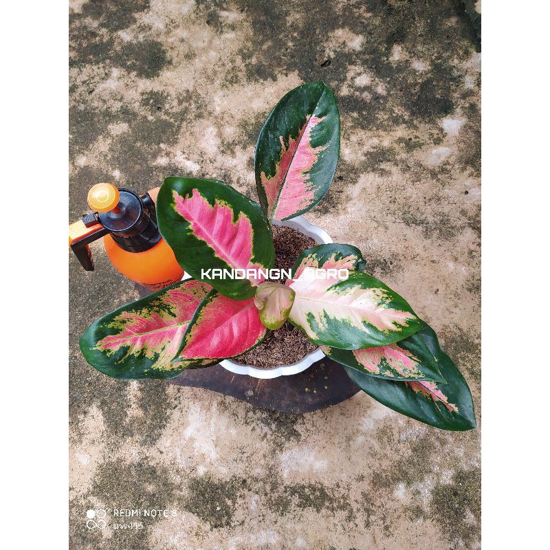 Aglonema Red Kochin Hybrid