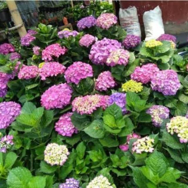 Tanaman pancawarna atau hortensia kuncup dan SUDAH BERBUNGA (BERVARIASI) - BAKUL KEMBANG