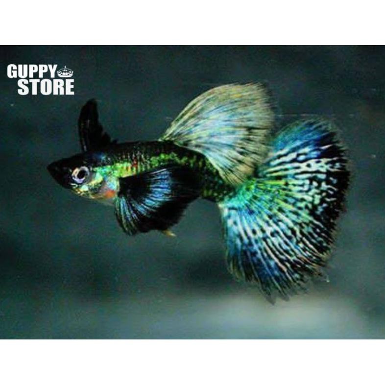 Terbaru Ikan Guppy Green Dragon