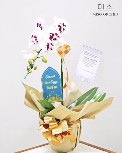 Hampers tanaman hias anggrek bulan hidup koleksi dengan wrapping