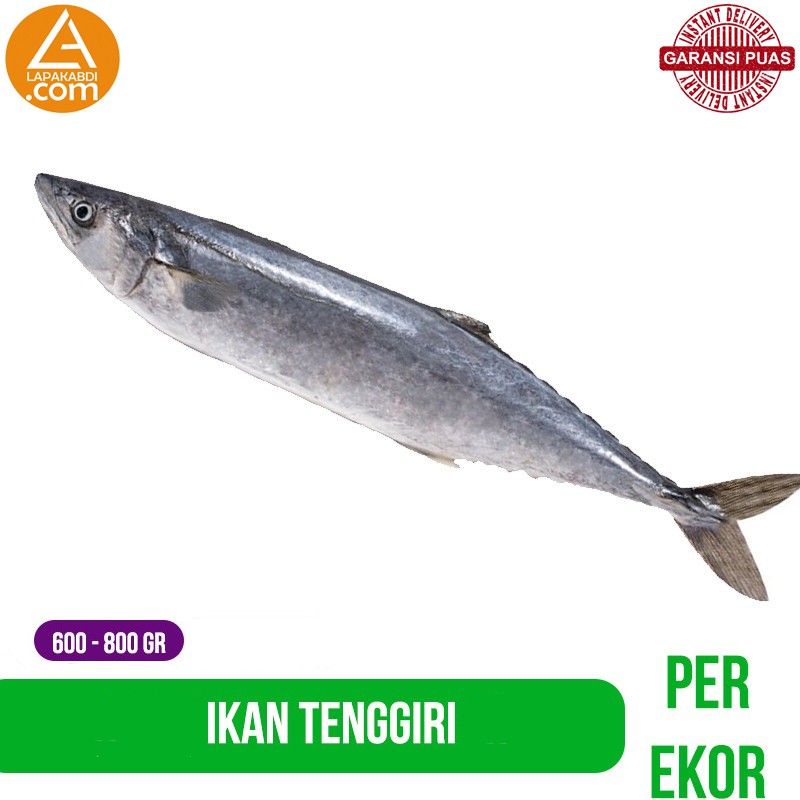 

Ikan Tenggiri Spanish Mackerel per Ekor Ikan Laut Segar Garansi Termurah