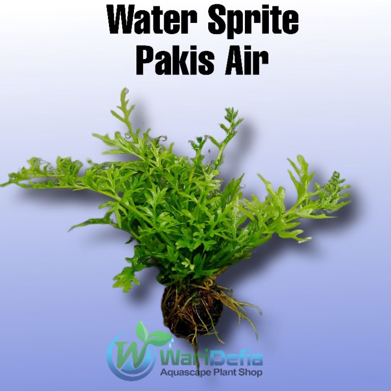 Pakis Air Tanaman Aquascape Wabikusa