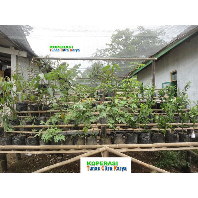 #Ter#Laris# Bibit Okulasi Buah Alpukat Mentega - Siap Tanam Super