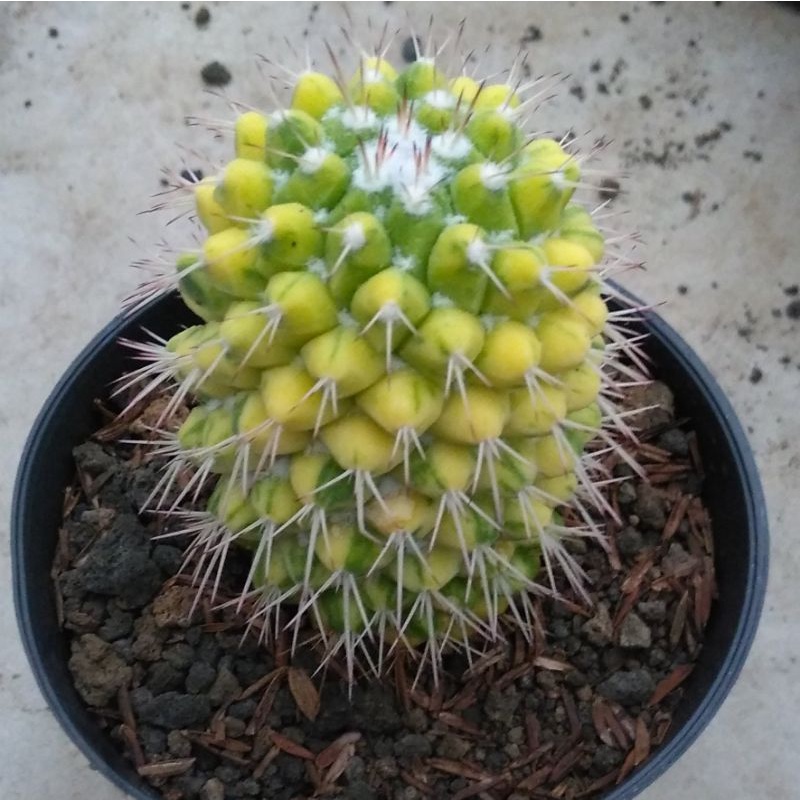 kaktus ownroot durian varigata