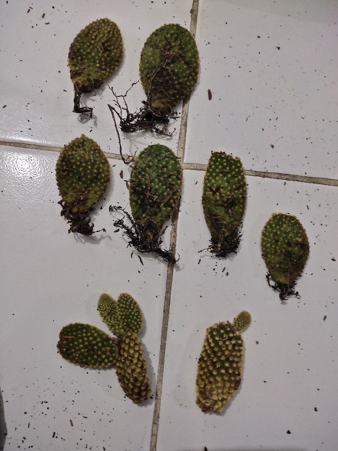 Kaktus Dan Sukulen Opuntia Mickey Ownroot