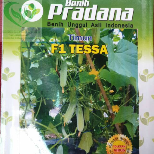 benih mentimun timun baby (lalap) F1 TESSA 20 gram