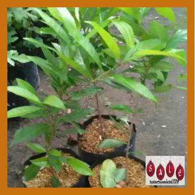 

Tibibhineb- Bibit Daun Salam Bumbu Masak Dan Menurunkan Gula Darah -Aslii.