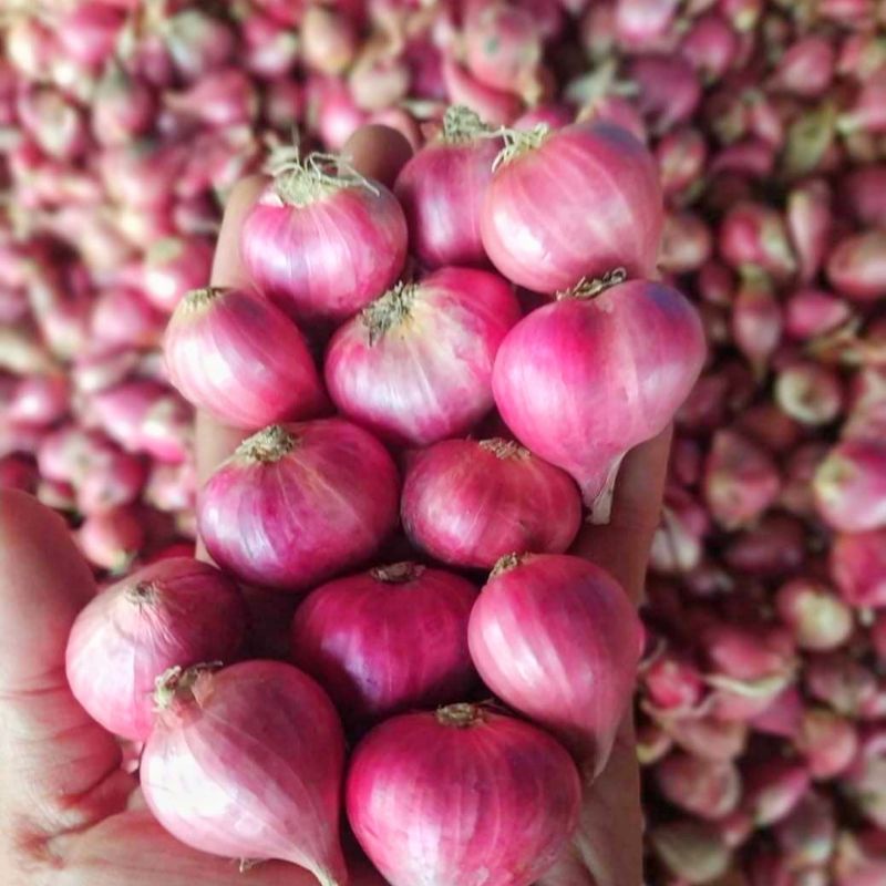

Bawang Merah Lokal Kualitas Pilihan.Langsung Dari Petani.