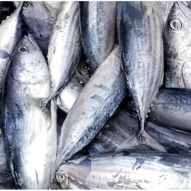 

Ikan Cakalang Per kg