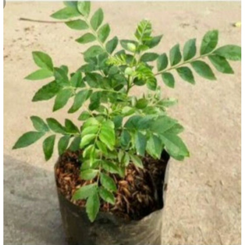 Bibit Tanaman Pohon Salam Koja Bibit Daun Salam Koja Bibit Daun Kari