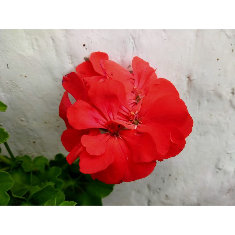 Tanaman Hias Gantung Geranium