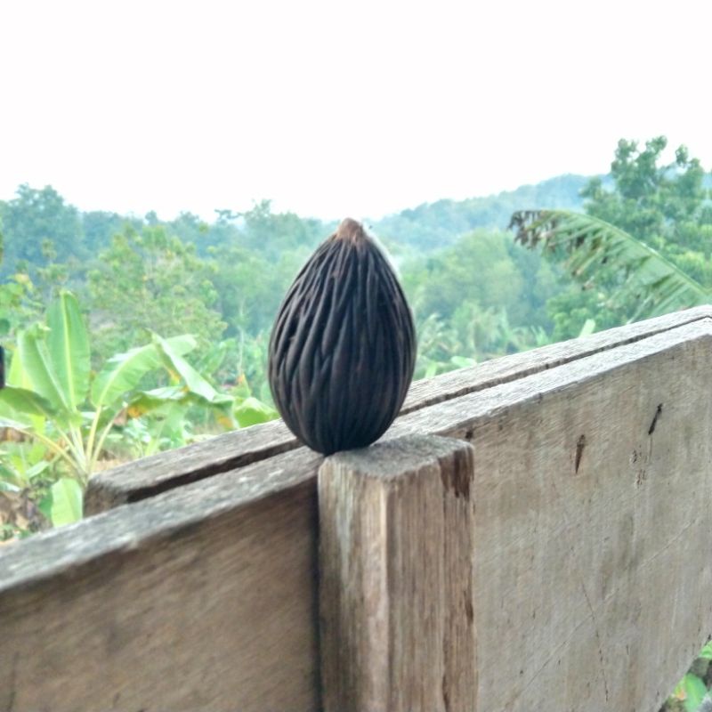 

biji bijian
