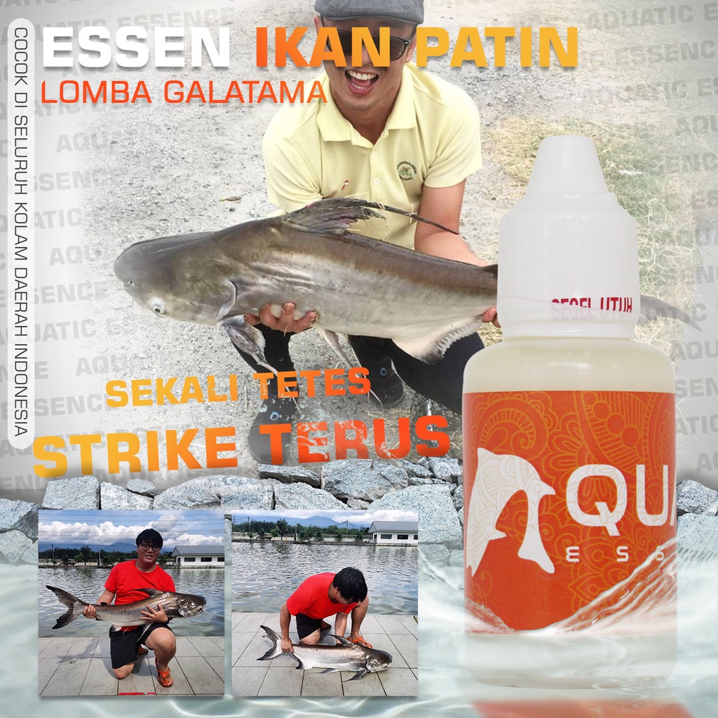 Essen Ikan Patin Galatama Aquatic Essence Lomba Babon Esen Umpan Mancing Oplosan Paling Ampuh Induka