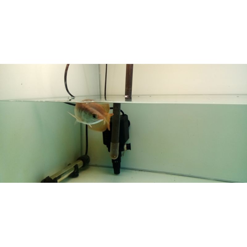 AROWANA SUPER RED XB
