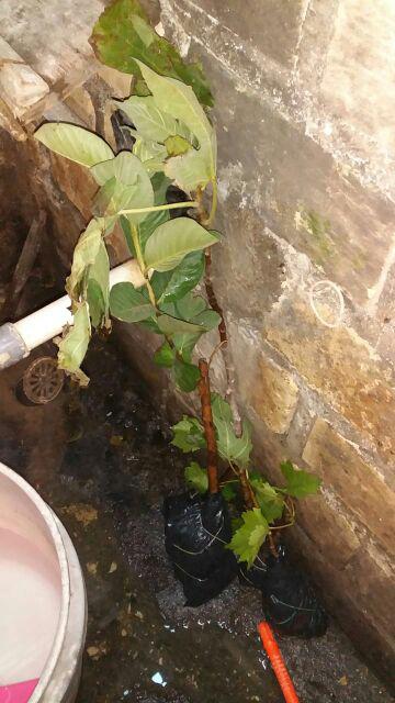 Bibit Tin Green Yordan Mumer