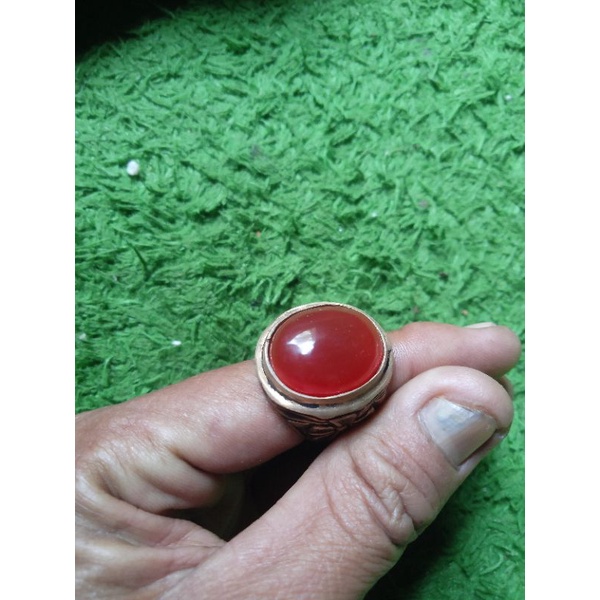 red raflesia Bengkulu