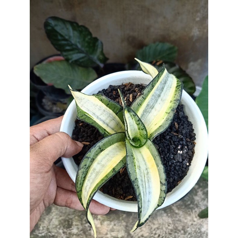 sansevieria golden wendys