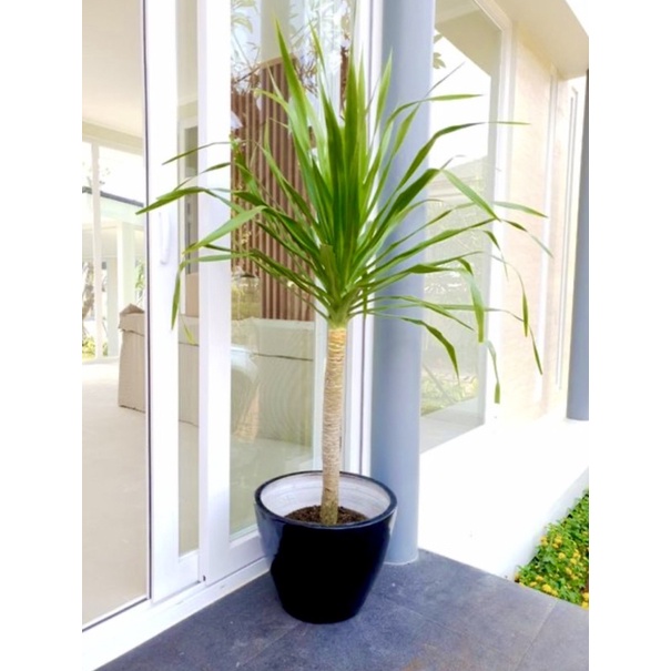 Tanaman Pandan Bali Size Dewasa Tinggi Batang Besar