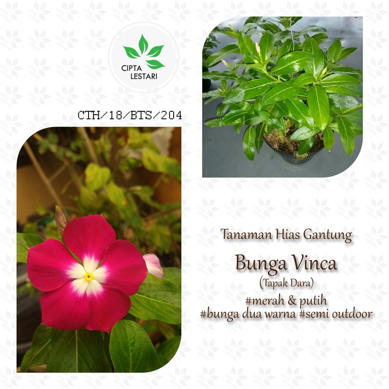 Bibit Tanaman Bunga Vinca Bibit Bunga Vinca Pohon Vinca Pohon Tapak Dara Bibit Tapak Dara