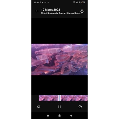 Arwana silver red 24 SD 25 cm