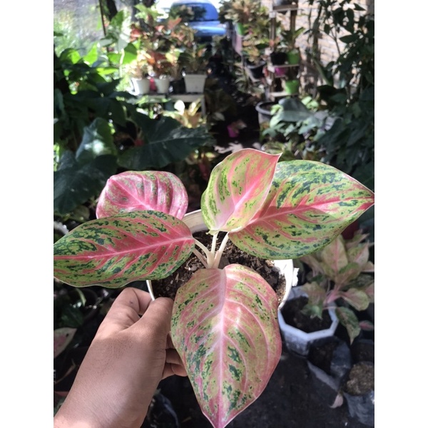 aglonema big papa mutasi