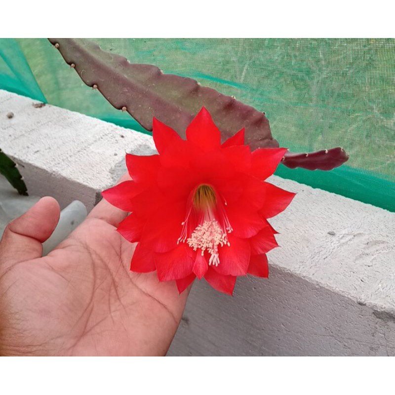 Promo Wiku ackermannii indukan