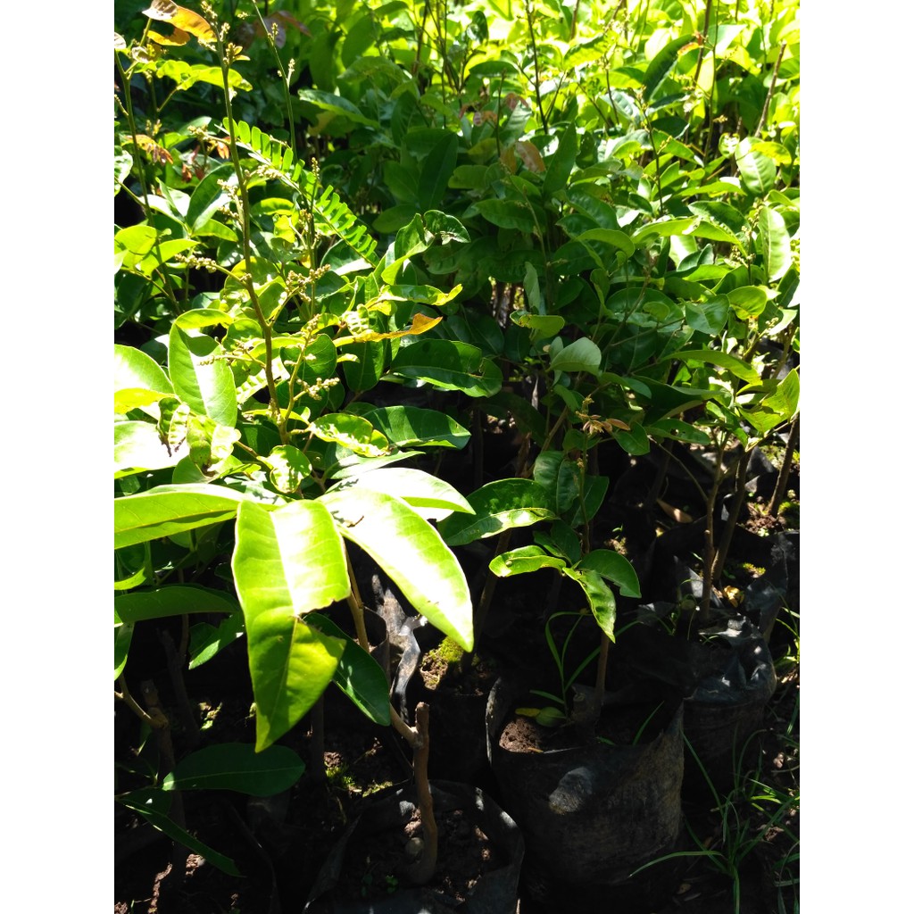 bibit klengkeng aroma durian berbunga