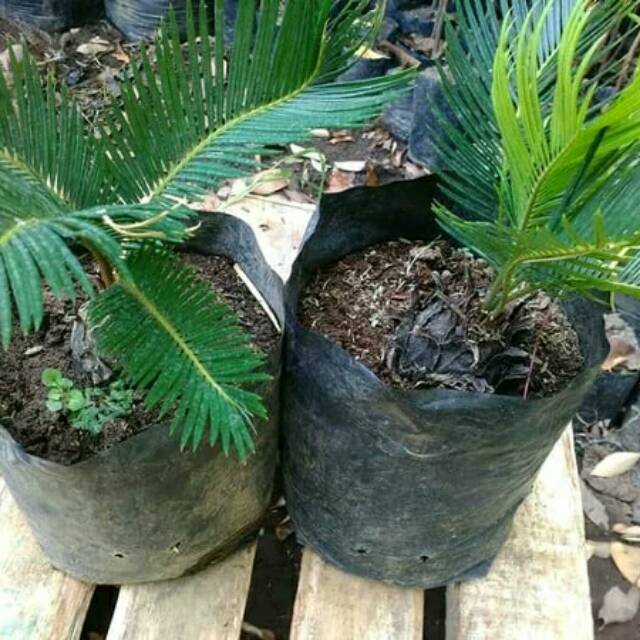 Tanaman Hias Sikas - bibit tanaman sikas 20-30cm