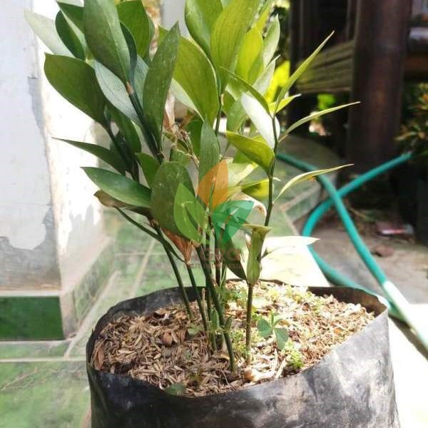 Bibit Tanaman Daun Ruskus untuk Keperluan Dekorasi
