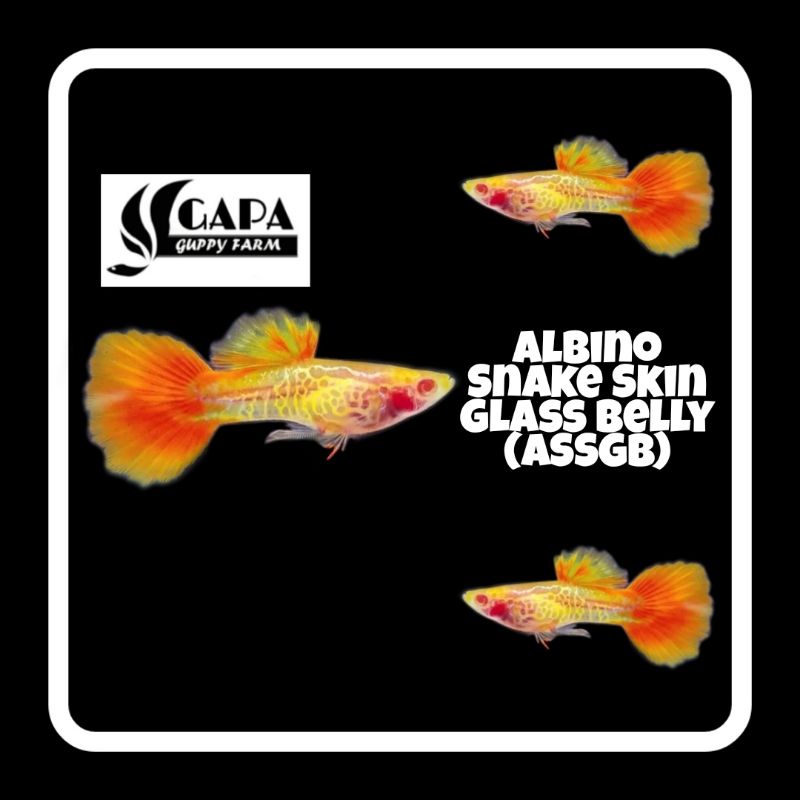 Ikan Guppy Albino Snake Skin Glass Belly (ASSGB) Ikan Hias