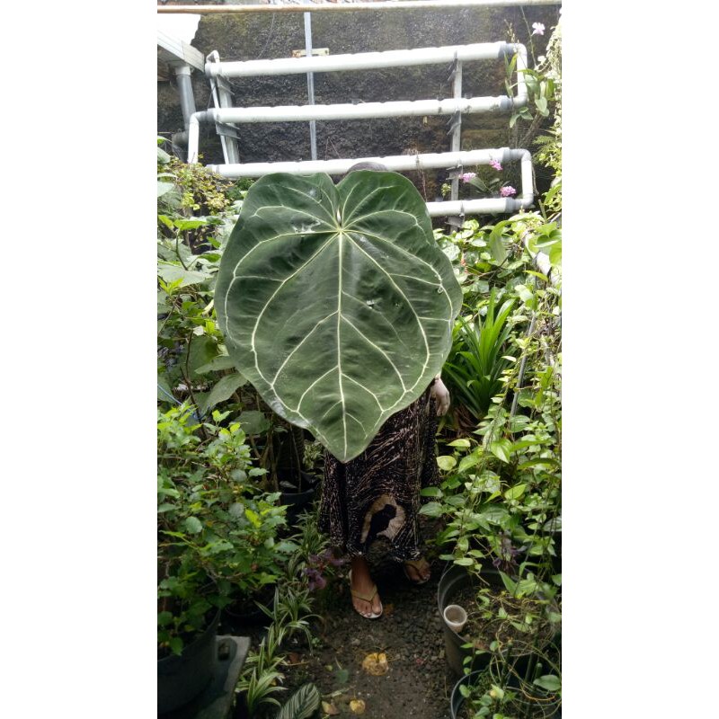 Kuping Gajah Magnificum