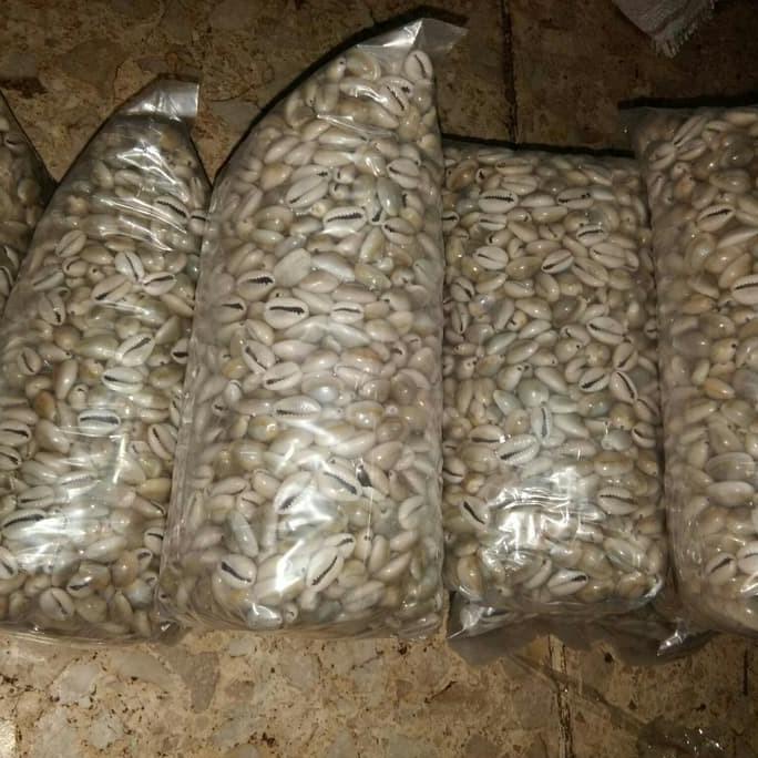 

[ COD ] Biji congklak Kerang Asli kiloan 1 kg