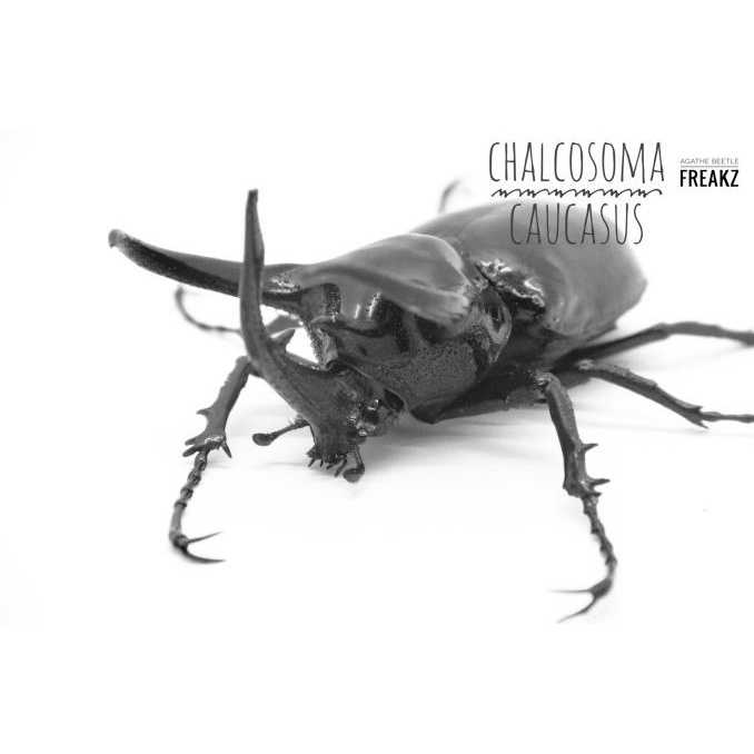 WADAH BEKAL KUMBANG / KUMBANG TANDUK / CHALCOSOMA CAUCASUS - LONG HORN/PAIR BERKUALITAS