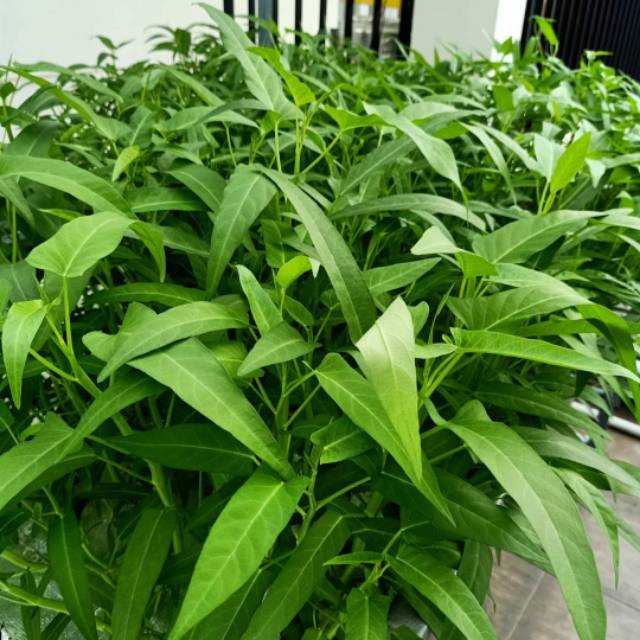 500 Biji - Benih KANGKUNG DAUN LEBAR, Tipe daun Lebar panen umur 20 harian
