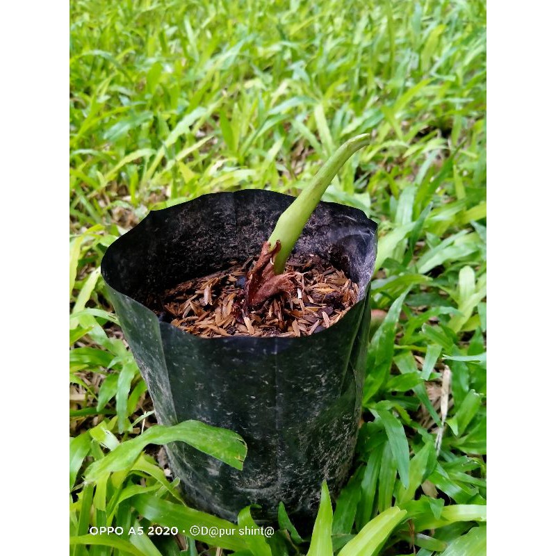 Bonggol Alocasia Watsoniana