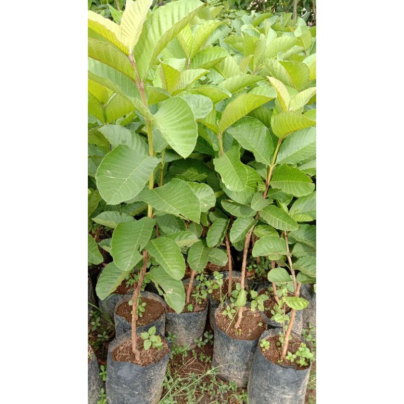 Jual Bibit Jambu Kristal Merah // Bibit Jambu Red Diamond // Jambu Kristal Merah Murah