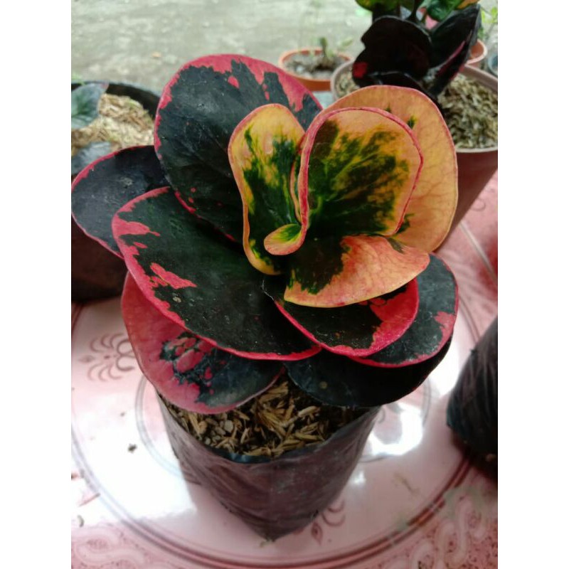 Bibit tanaman bunga puring apel mawar Merah