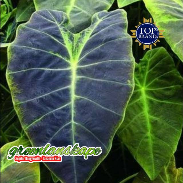 Caladium Black Beauty Bibit Alocasia Shopee Indonesia