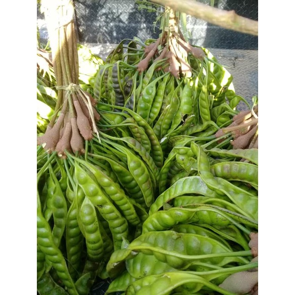 

petai fresh wonogiri