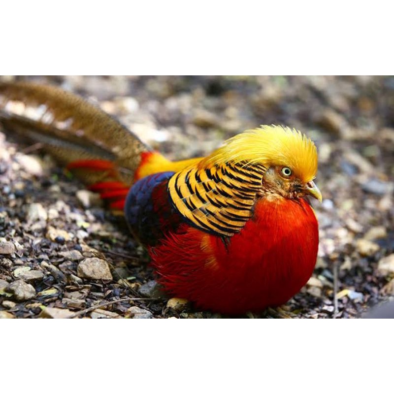 TELUR AYAM GOLDEN PHEASANT / AYAM HIAS SIAP DITETASKAN