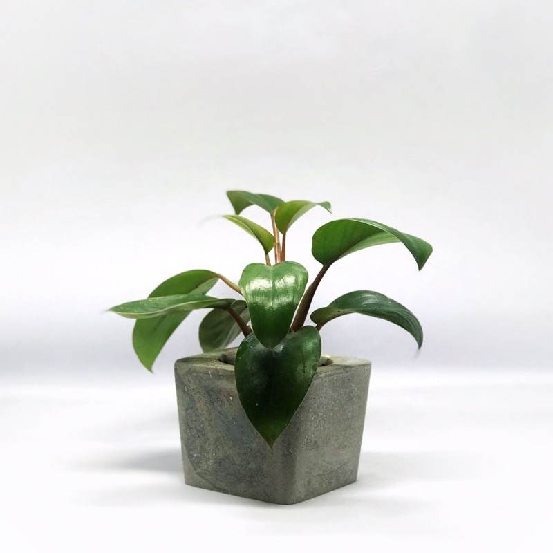 Pot semen dengan tanaman hias philodendron rojo congo