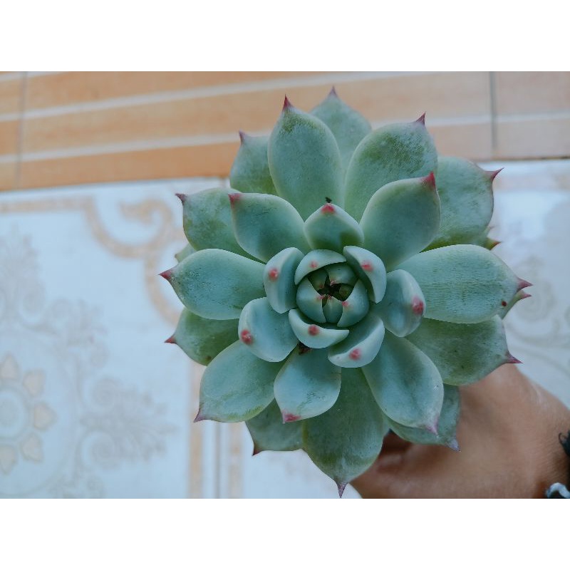 echeveria cihua hua