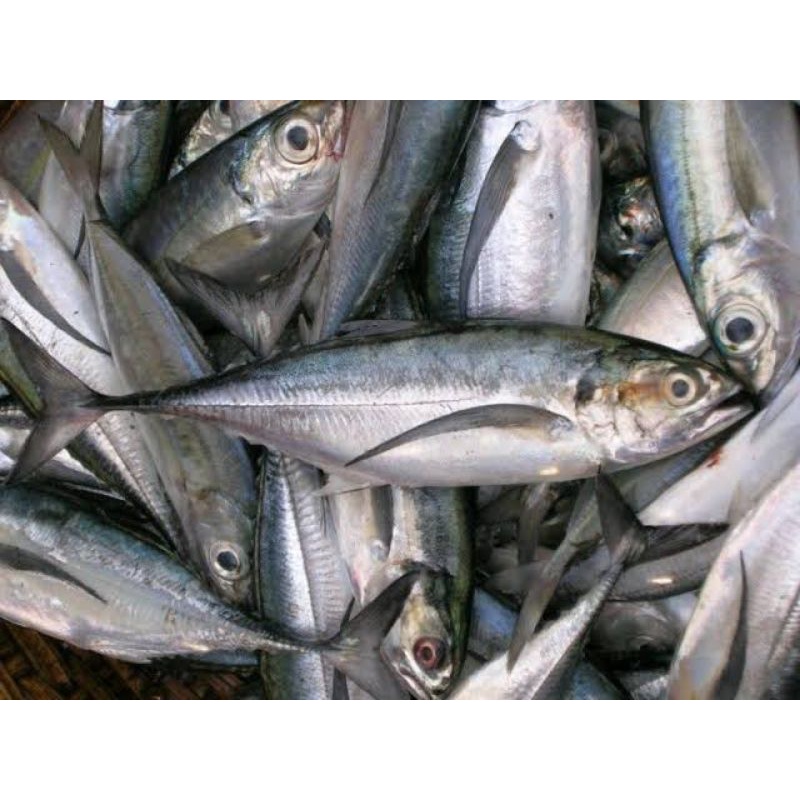 

ikan selikur