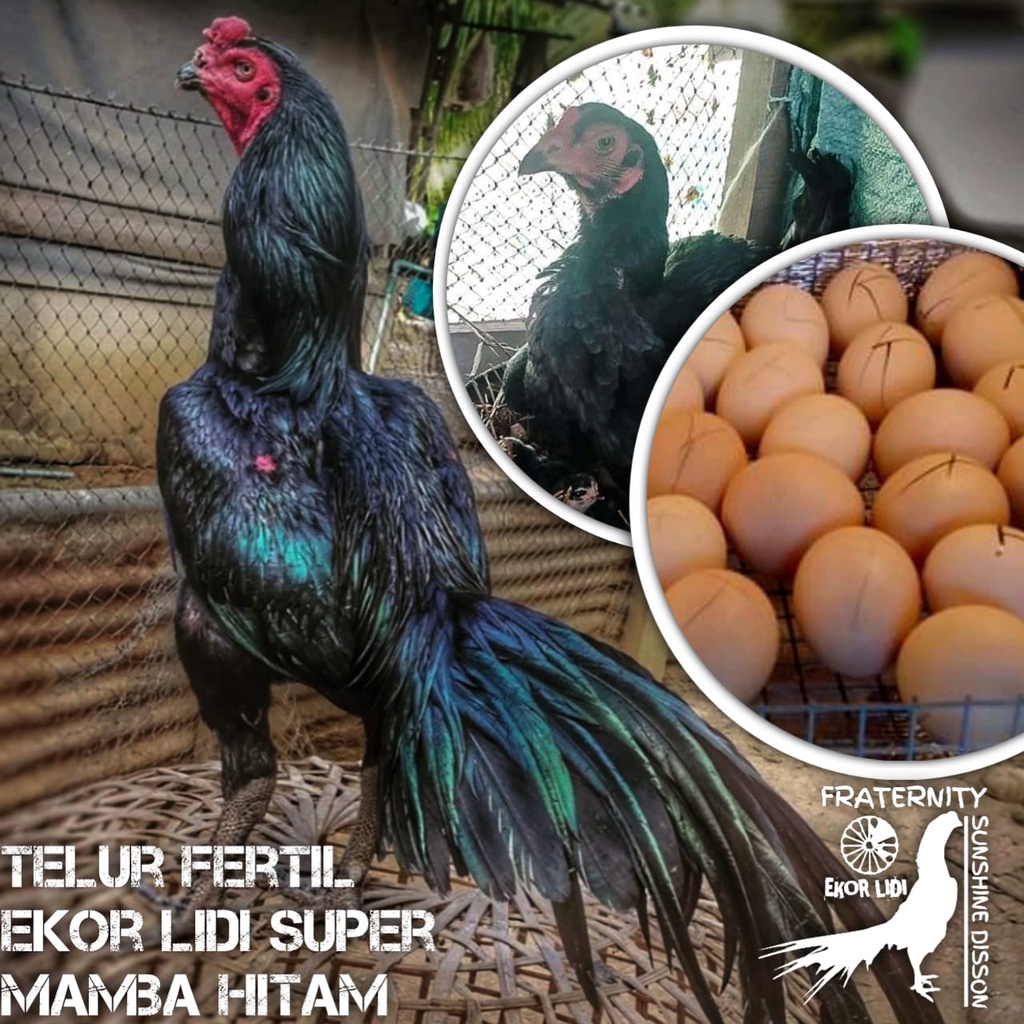 ayam bangkok ekor lidi tahiland asli telur fertil black mamba super
